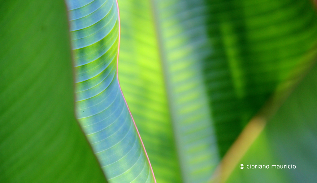 Banana Leaves - Translucent